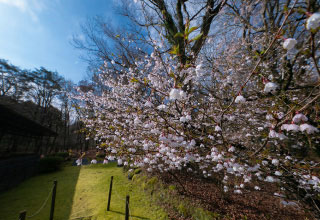 春には桜が咲き、春の訪れを告げます