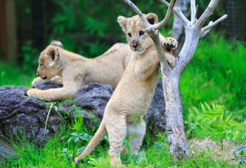 富士サファリパーク