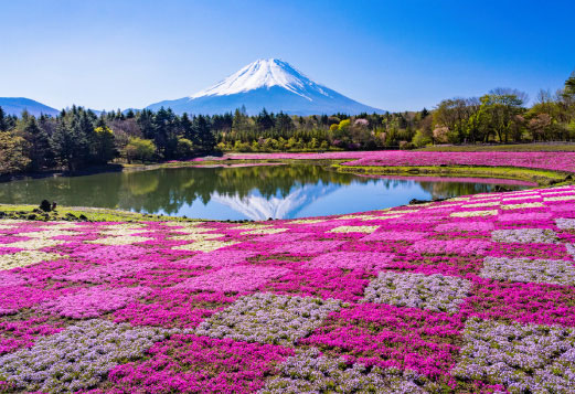 富士芝桜まつり